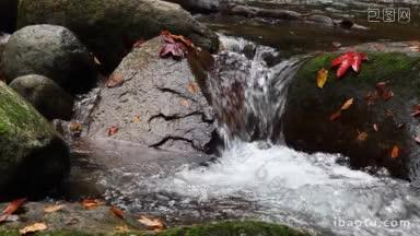 秋天的河里，落叶漂浮在水面上